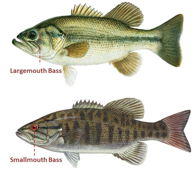 How to Tell the Difference Between Small and Large Bass